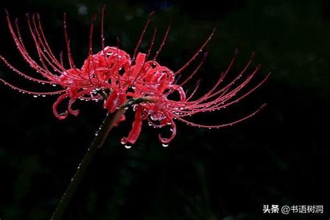 彼岸花有幾種顏色|彼岸花的花語，彼岸花到底有幾種顏色